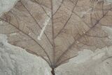 Fossil Poplar Leaf - Green River Formation #2309-1